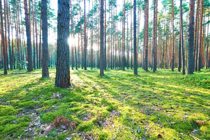 Fototapete Kiefern und Birken