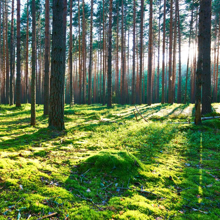 Fototapete Kiefern und Moos