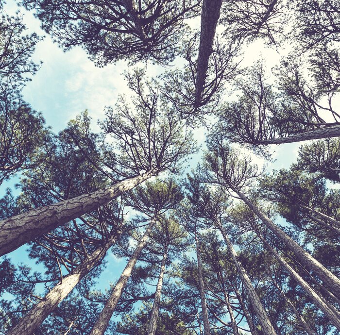 Fototapete Kiefernwald von unten gesehen