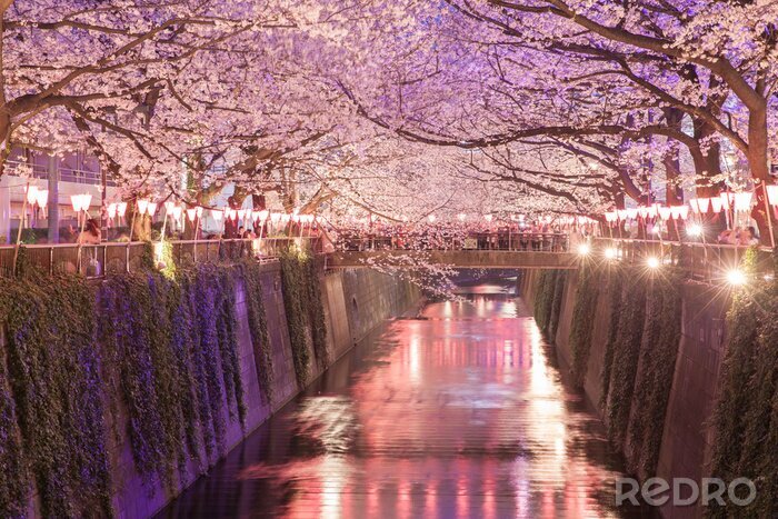Fototapete Kirschbäume und abendliches Tokio