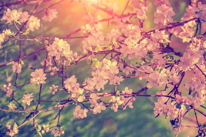 Fototapete Kirschbaum