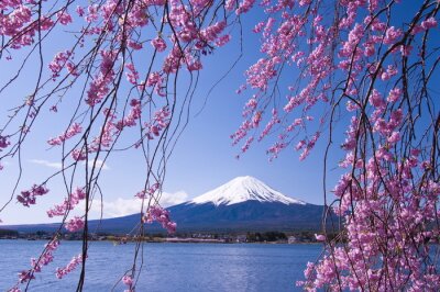 Fototapete Kirschbaum und Fuji-Berg