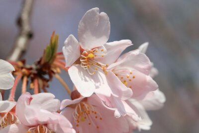 Kirschblüten in Nahaufnahme
