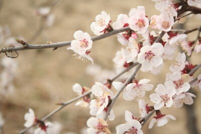 Fototapete Kirschblüten und Natur