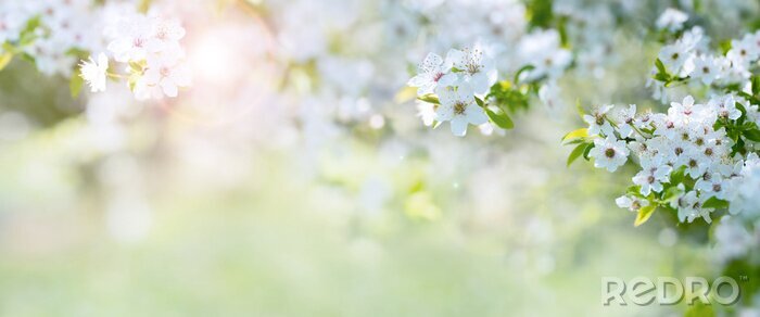 Fototapete Kirschblütenzweig