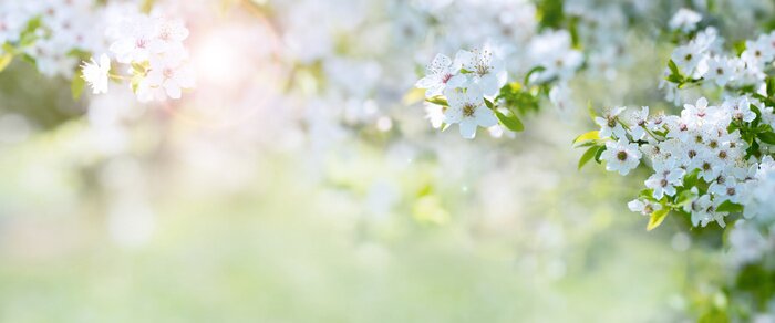 Fototapete Kirschblütenzweig