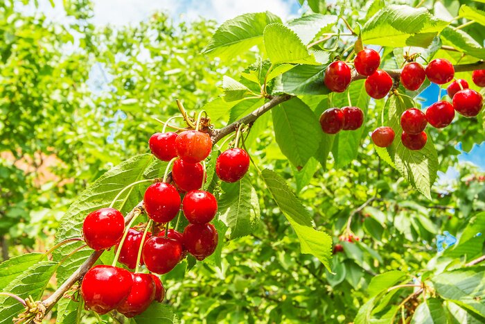 Fototapete Kirschen auf Zweigen