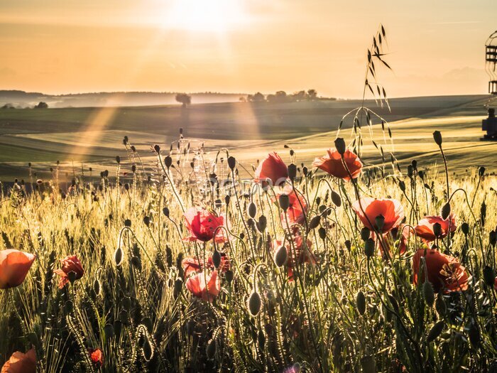Fototapete Klatschmohn im Kornfeld