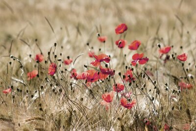 Fototapete Klatschmohn wächst im Weizenfeld
