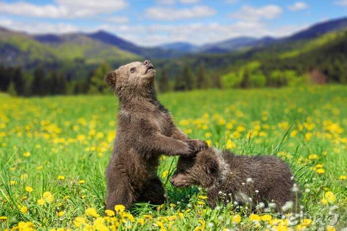 Fototapete Kleine Bären im Hintergrund mit Bergen