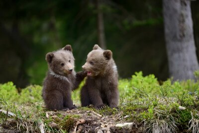 Kleine Bären im Wald