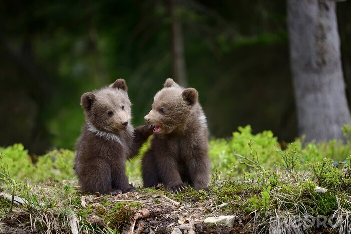 Fototapete Kleine Bären im Wald