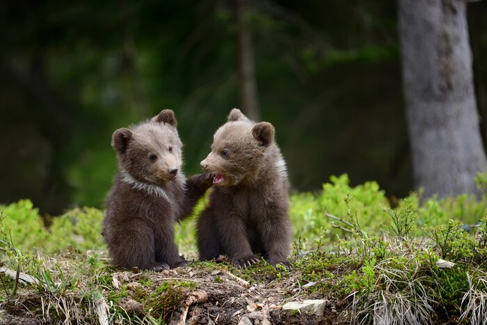 Fototapete Kleine Bären im Wald