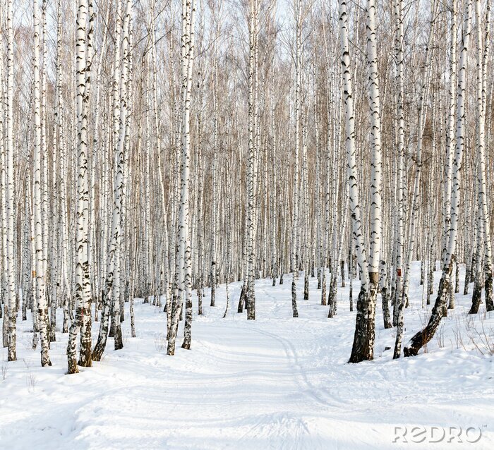 Fototapete Kleine Birken im Winter