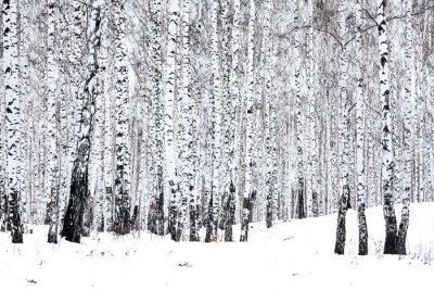 Fototapete Kleine Birkenbäume im Winter