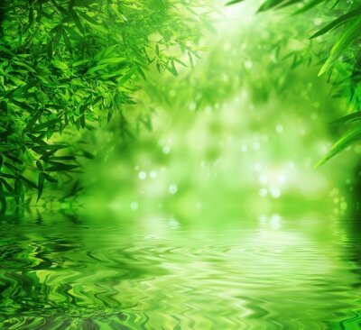 Fototapete Kleine Blätter von Bambus am Wasser