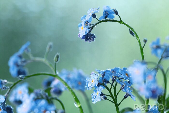 Fototapete Kleine blaue Feldblumen