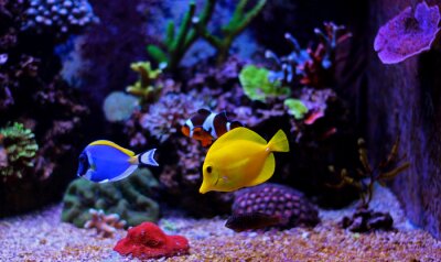 Kleine Fische im Aquarium