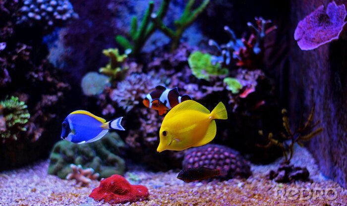 Fototapete Kleine Fische im Aquarium