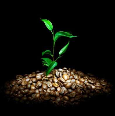 Kleine Kaffeebohnen und grüne Pflanze