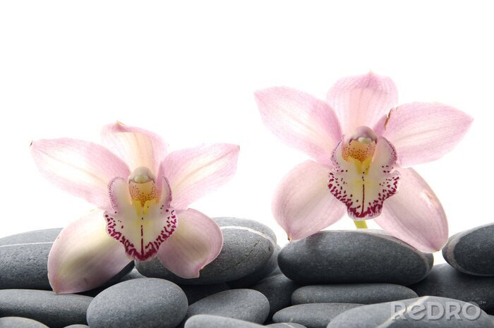 Fototapete Kleine Orchideen auf grauen Steinen