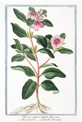 Kleine Pflanze mit himmelblauem Rahmen