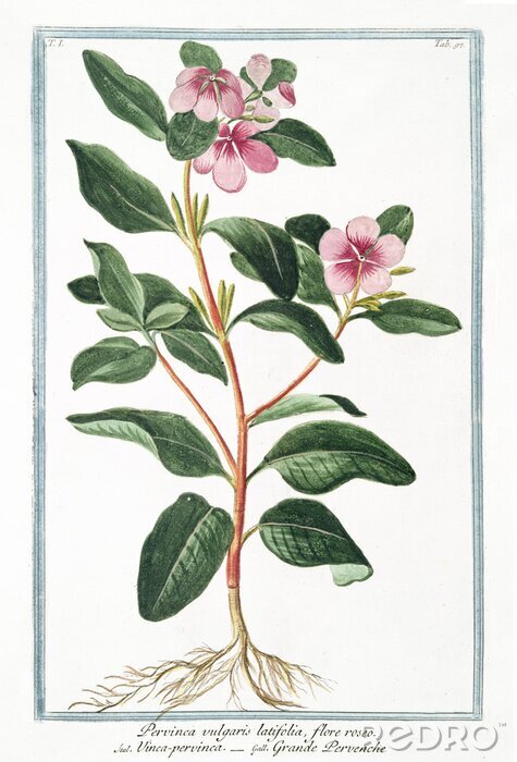 Fototapete Kleine Pflanze mit himmelblauem Rahmen