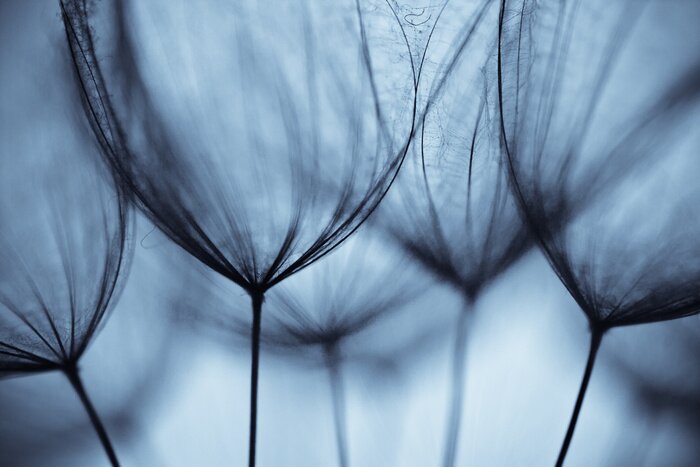 Fototapete Kleine Pusteblumensamen vor dem Hintergrund des Himmels