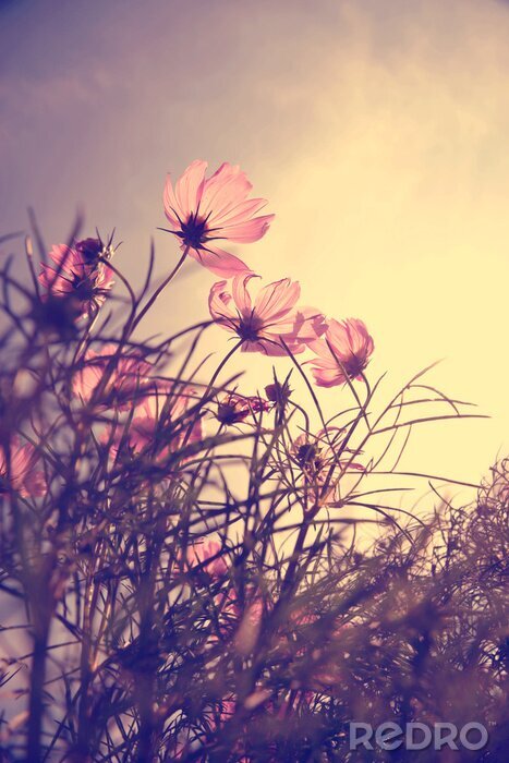 Fototapete Kleine rosa Feldblumen