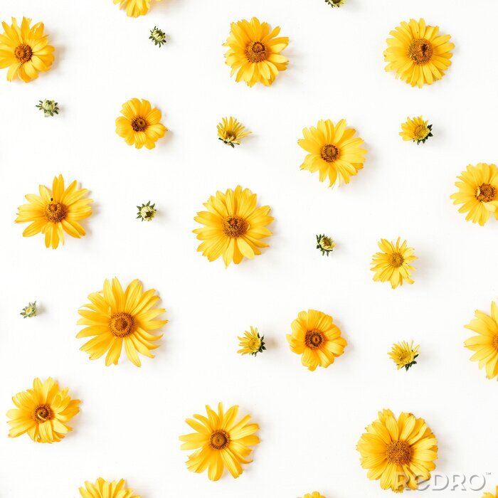 Fototapete Kleine und große Gänseblümchen in Gelb