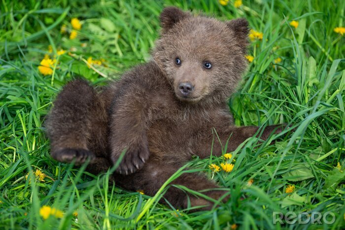 Fototapete Kleiner Bär im Gras