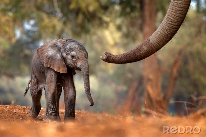 Fototapete kleiner Elefant in Afrika