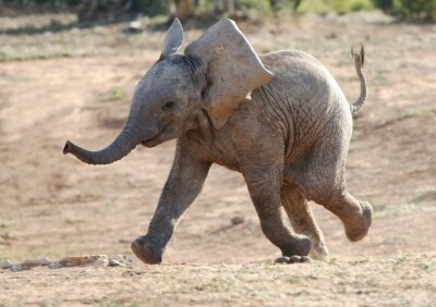 Kleiner Elefant in der Savanne