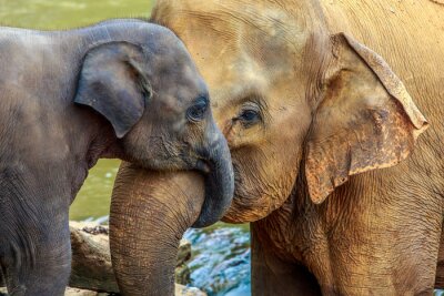 Fototapete Kleiner Elefant mit seiner Mama