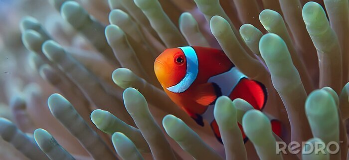 Fototapete Kleiner Fisch im Korallenriff