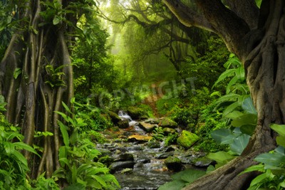 Fototapete Kleiner Fluss im Dschungel