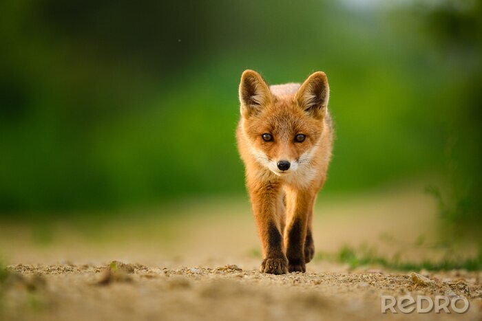 Fototapete Kleiner Fuchs auf der Straße