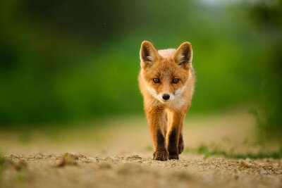 Fototapete Kleiner Fuchs auf der Straße
