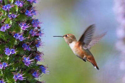 Fototapete kleiner Kolibri in Bewegung