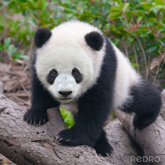 Fototapete Kleiner panda auf holz