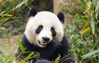 Kleiner Panda Süßer