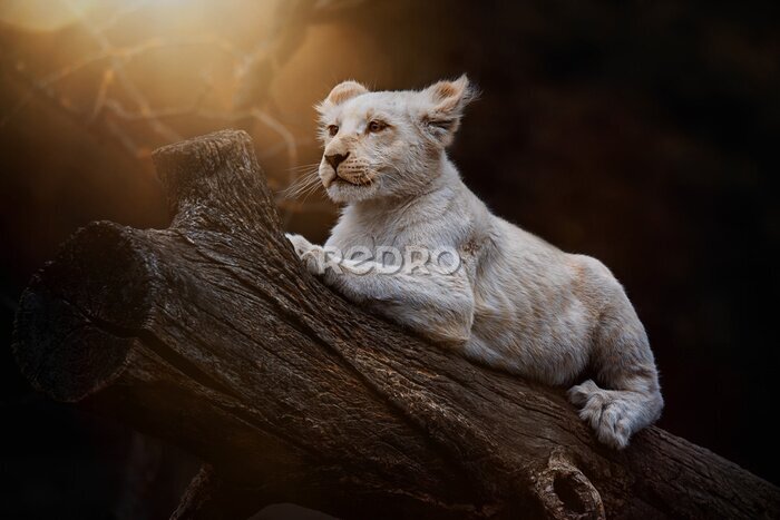 Fototapete Kleiner südafrikanischer Löwe auf einem Baumstamm