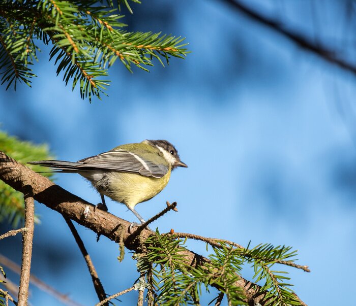 Fototapete kleiner Vogel am blauen Himmel