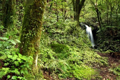 Fototapete Kleiner Wasserfall im grünen Dschungel