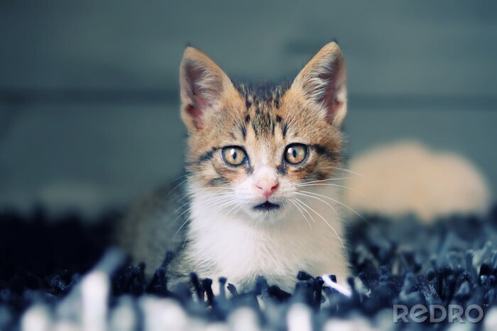 Fototapete Kleines Haustier