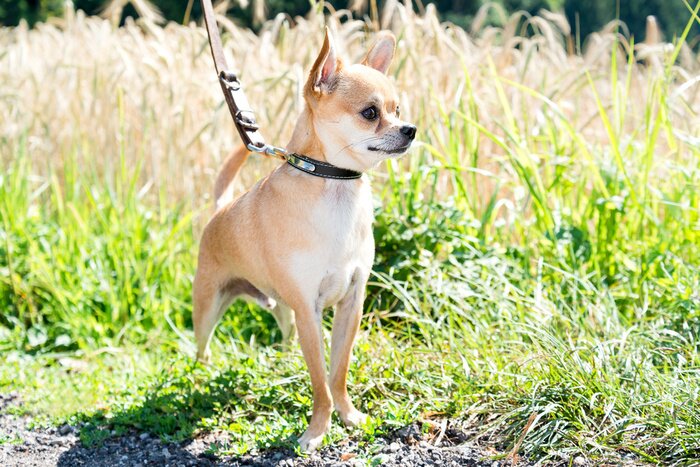 Fototapete Kleines Hündchen im Grünen