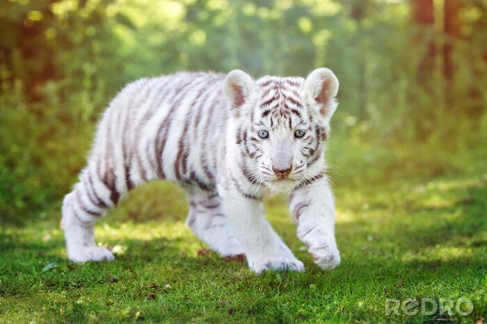 Fototapete Kleines tigerchen im wald