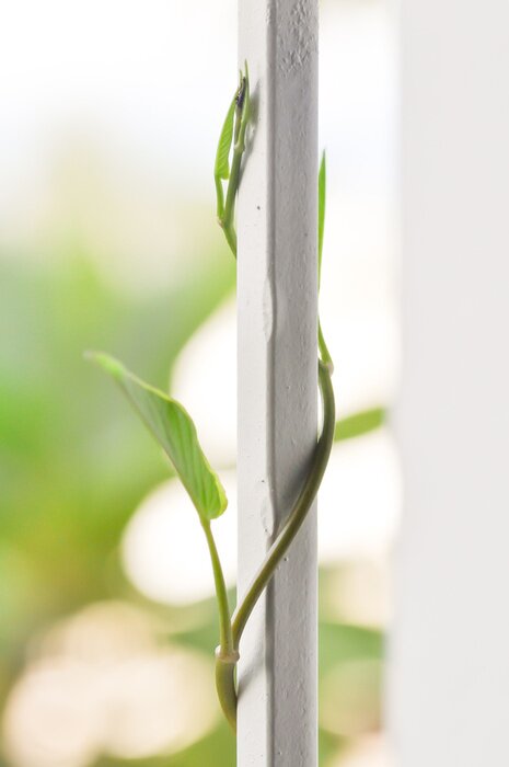 Fototapete Kletterpflanze