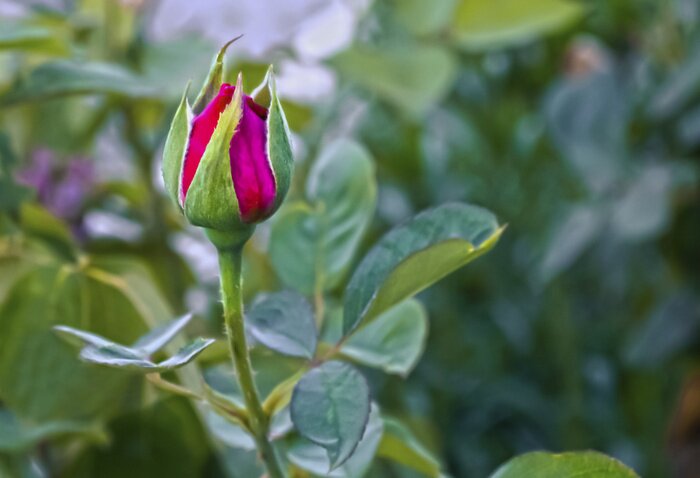 Fototapete Knospe von rosa Rose