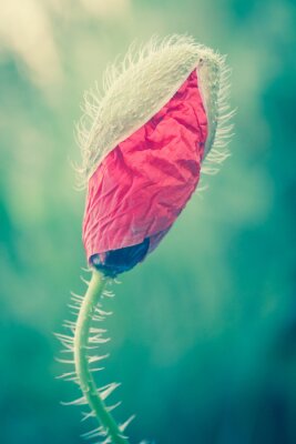Fototapete Knospe von roter Blume